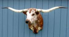 Texas Longhorn Head Mount Taxidermy White and Red Speckled P_2120_s