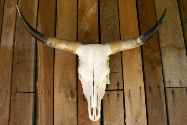 Real Texas Longhorn Skull - r_4365
