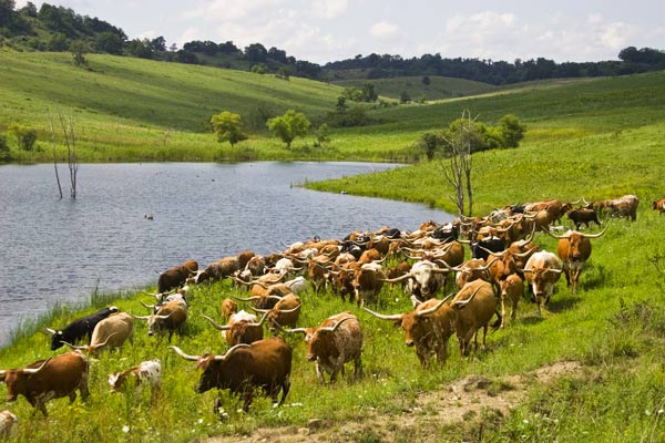 Longhorn Herd on natural grass