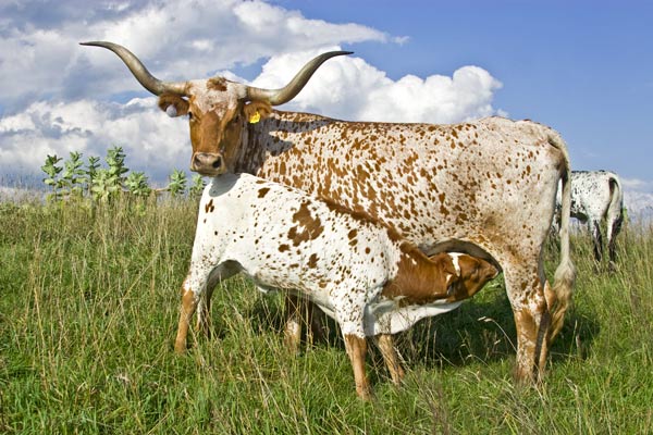 Nice longhorn cow and calf