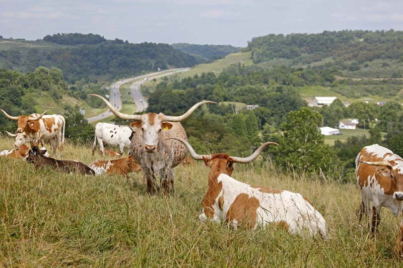 Longhorn Cows and Omega 3