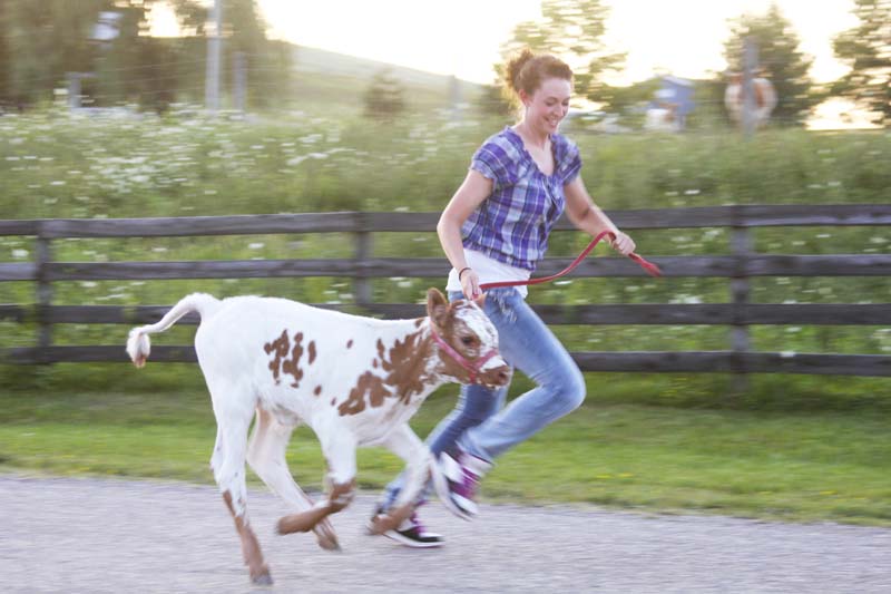 Girl running with baby calf