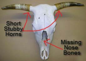 Very Poor Quality Genuine Texas Longhorn Skull