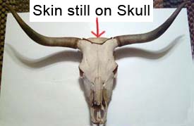 Very poorly prepared but genuine texas longhorn skull