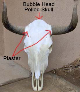Bubble Headed Polled Skull with horns glued on.