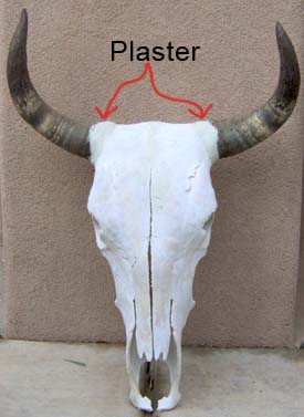 Fake Texas Longhorn Skull with plaster holding horns on.