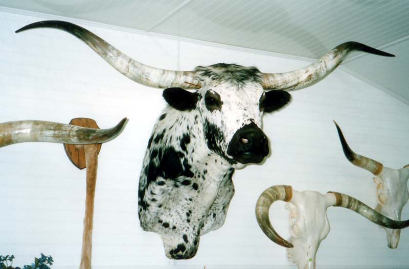 ONLY ONE STEER SKULL  HORN LONGHORN cow bull CATTLE taxidermy head HoRNS 