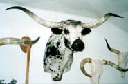 Blue Roan Texas Longhorn Head Mount