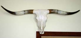 Genuine Texas Longhorn Skull - 56 inches tip to tip - r_4262_m