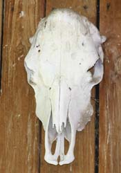 Polled Skull without horns - r_4266