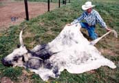 Texas Longhorn Bear Rug mount rug_mount_s