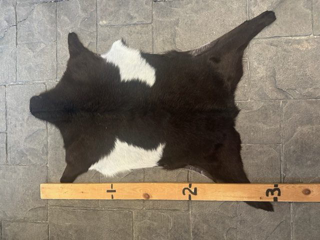 Goat Hide  GH- #11
