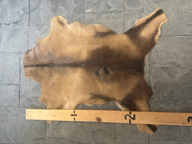 Goat Hide  GH- #04