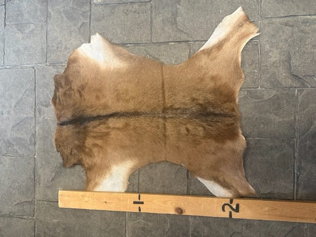 Goat Hide  GH- #01