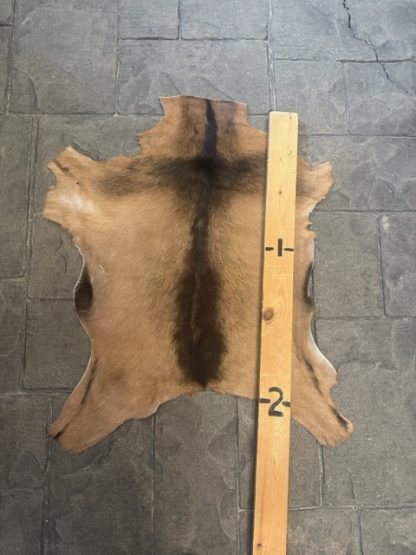 Goat Hide  GH- #06