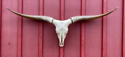 Hunt's Vel - TL Cow Skull #7327