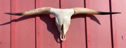 Rodeo Time 2021 - TL Steer Skull #7386