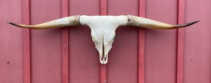 Point Rider - TL Steer Skull #7429