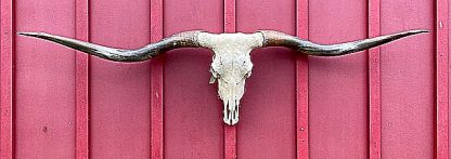 Tempting Smile - TL Cow Skull #5933