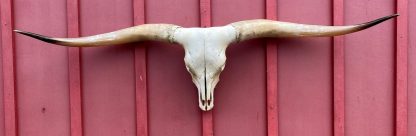 No Name 2021 - TL Steer Skull #7474