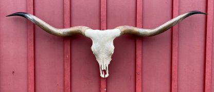 Daisy Drop - TL Cow Skull #7476