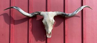 Slap Leather - TL Cow Skull #9078