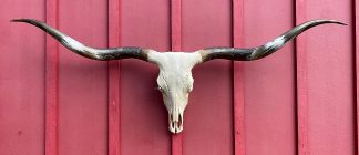 Madora - TL Cow Skull #9081