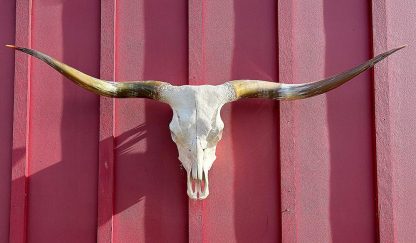 Point Aura - TL Cow Skull #9152