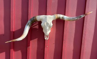 So Queenly - TL Cow Skull #9153