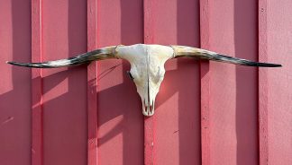 McIron - TL Steer Skull #9154