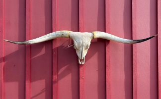 Dried Iron - TL Steer Skull #9158