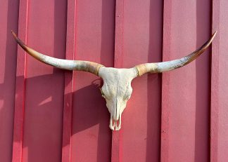 Pick Pocket - TL Cow Skull #9159