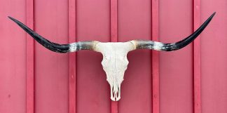 Trista - TL Cow Skull #9230