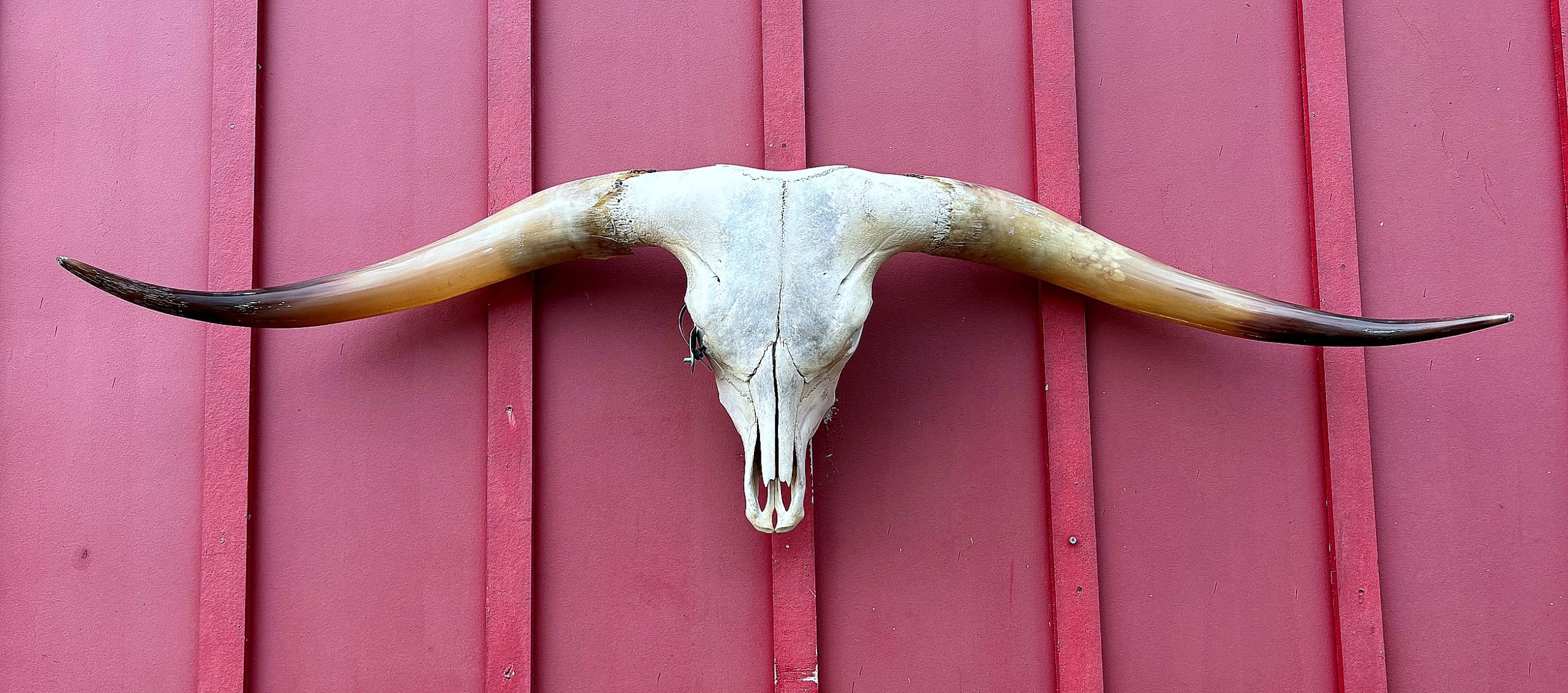 Juma In Drag 2021 - TL Steer Skull #9321