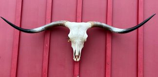 Blissful Morn - TL Cow Skull #9320