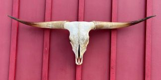 Chuck Schumer - TL Steer Skull #9332