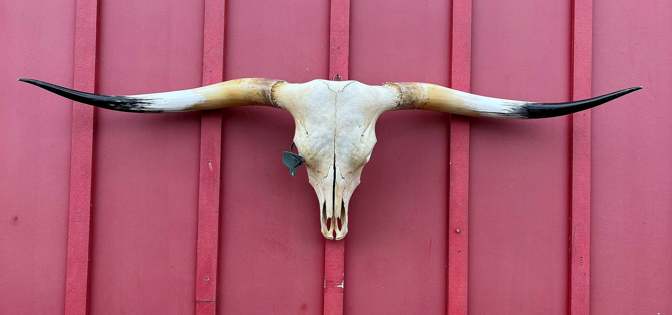 Dragon Shard 2021 - TL Steer Skull #9322