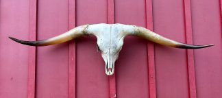 Juma In Drag 2021 - TL Steer Skull #9321