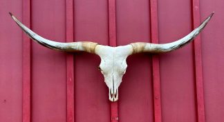 Right Time - TL Cow Skull #9317