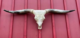 Spoke Well - TL Steer Skull #9319