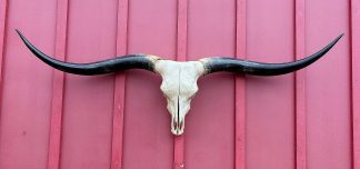 Stopping Point - TL Steer Skull #9323