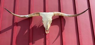 Tim Walz - TL Steer Skull #9334