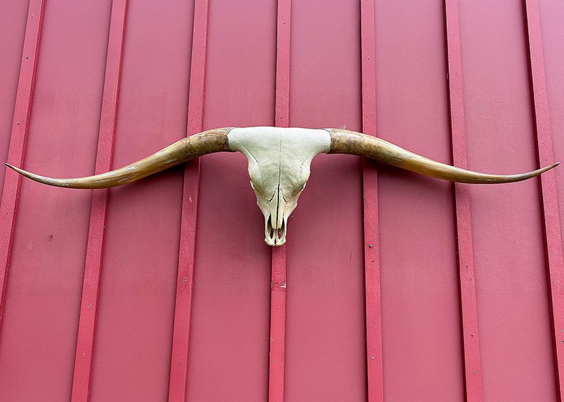 Cycle Galore - TL Steer Skull #9403