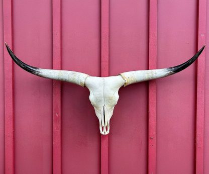 Hoot McGroot - TL Cow Skull #9403