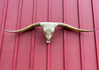 Cycle Galore - TL Steer Skull #9403