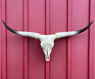 Hoot McGroot - TL Cow Skull #9403