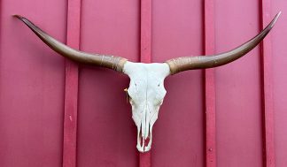 Soju - TL Cow Skull #9401